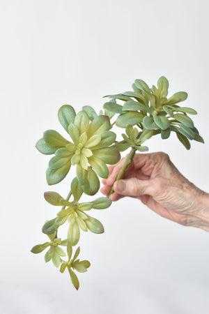 House by JSD 11.5" Faux Trailing Soft Aeonium Spray Stem