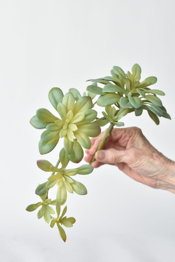 House by JSD 11.5" Faux Trailing Soft Aeonium Spray Stem