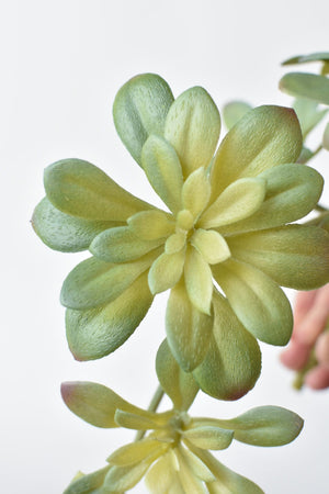 House by JSD 11.5" Faux Trailing Soft Aeonium Spray Stem - view 3