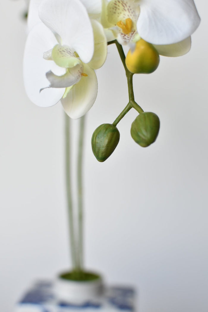 House by JSD 20" Faux Phalaenopsis Orchid in Blue/White Container