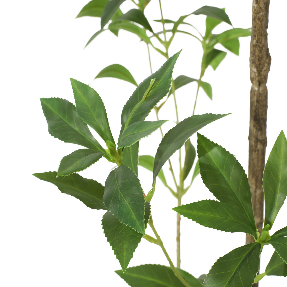 240cm Artificial Pieris Tree
