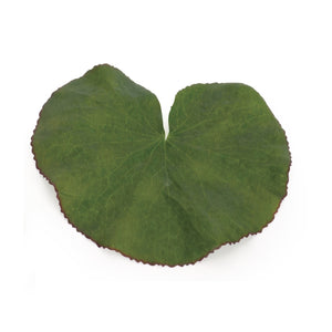 Melrose International Assorted Bag of Leaves Filler (Set of 12)