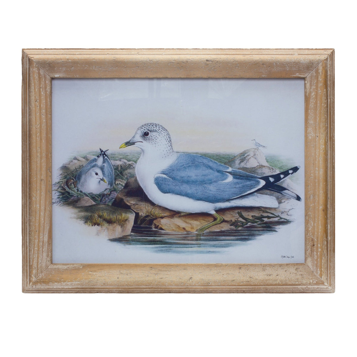 Melrose International Framed Sea Bird Print Under Glass 16.5"L in Blue